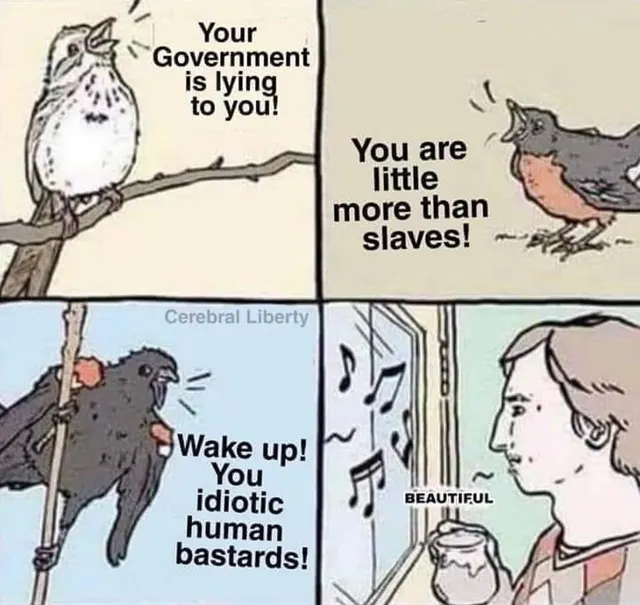birds