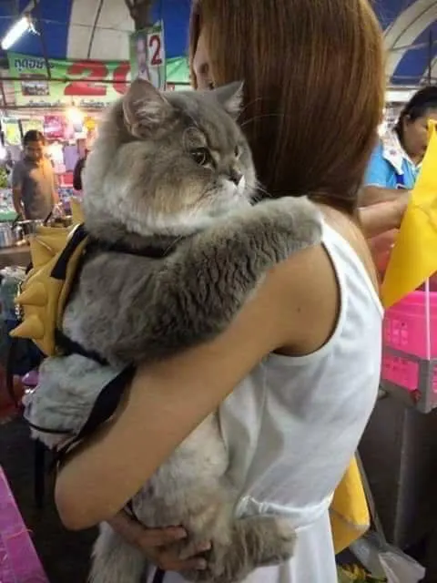 cat bear